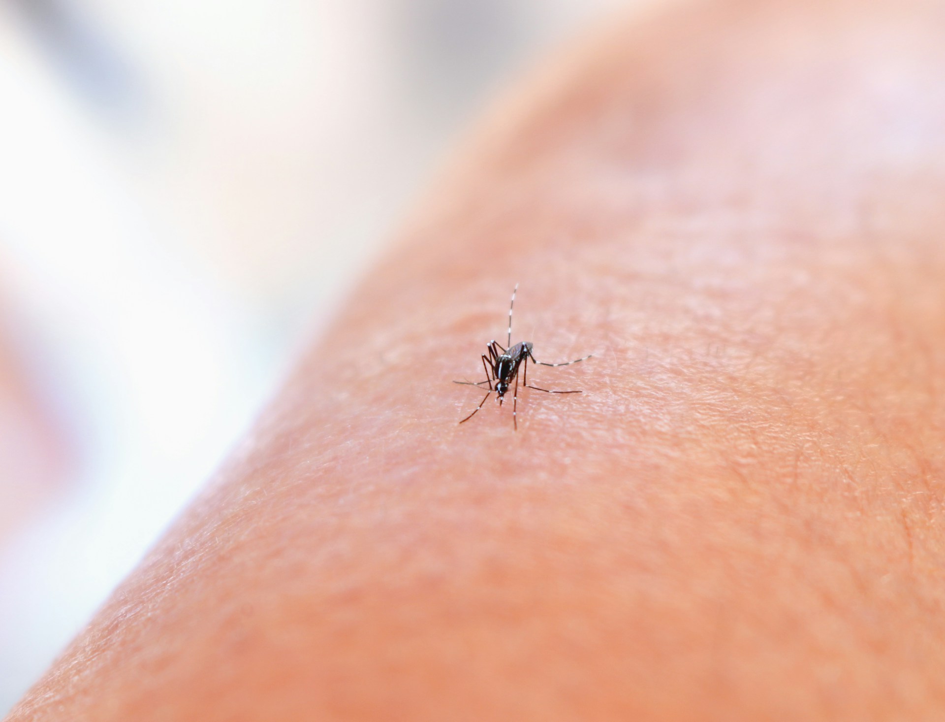 Understanding the Health Risks Posed by Common Household Pests