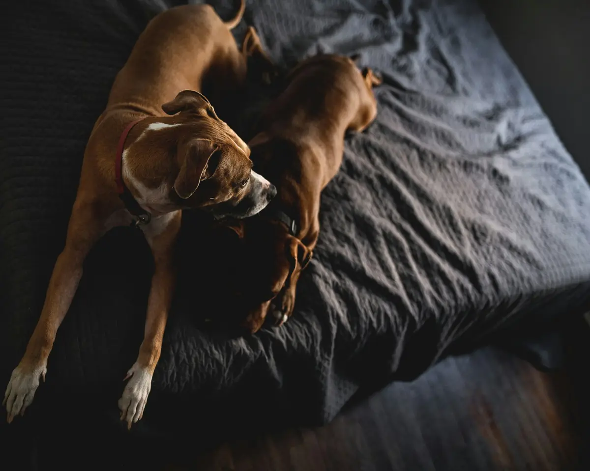 Two dogs resting together on a bed inside a Tampa Bay home