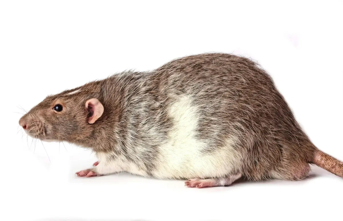A rodent near droppings along the baseboard of a Florida home, an early sign of infestation