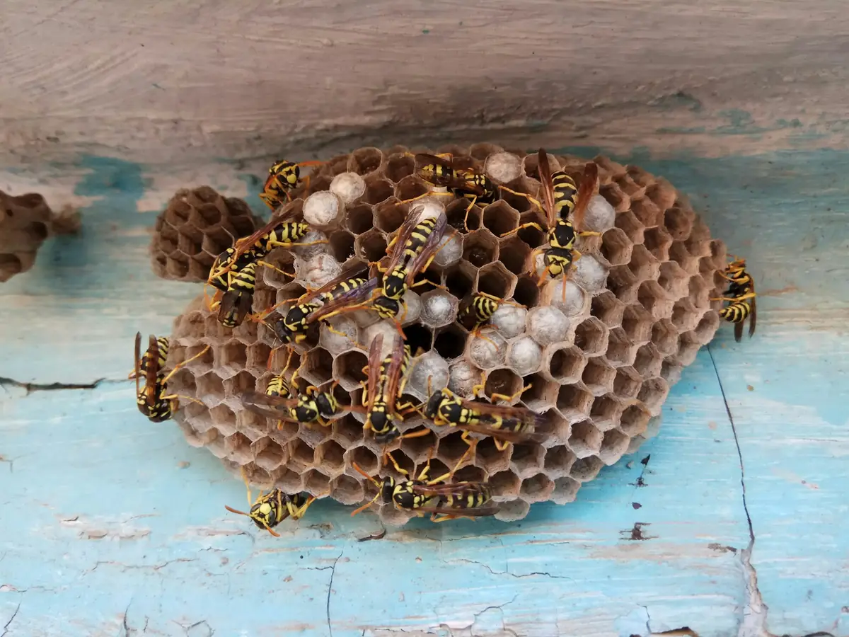 Paper wasps guarding an open comb nest built under the eave of a Florida home