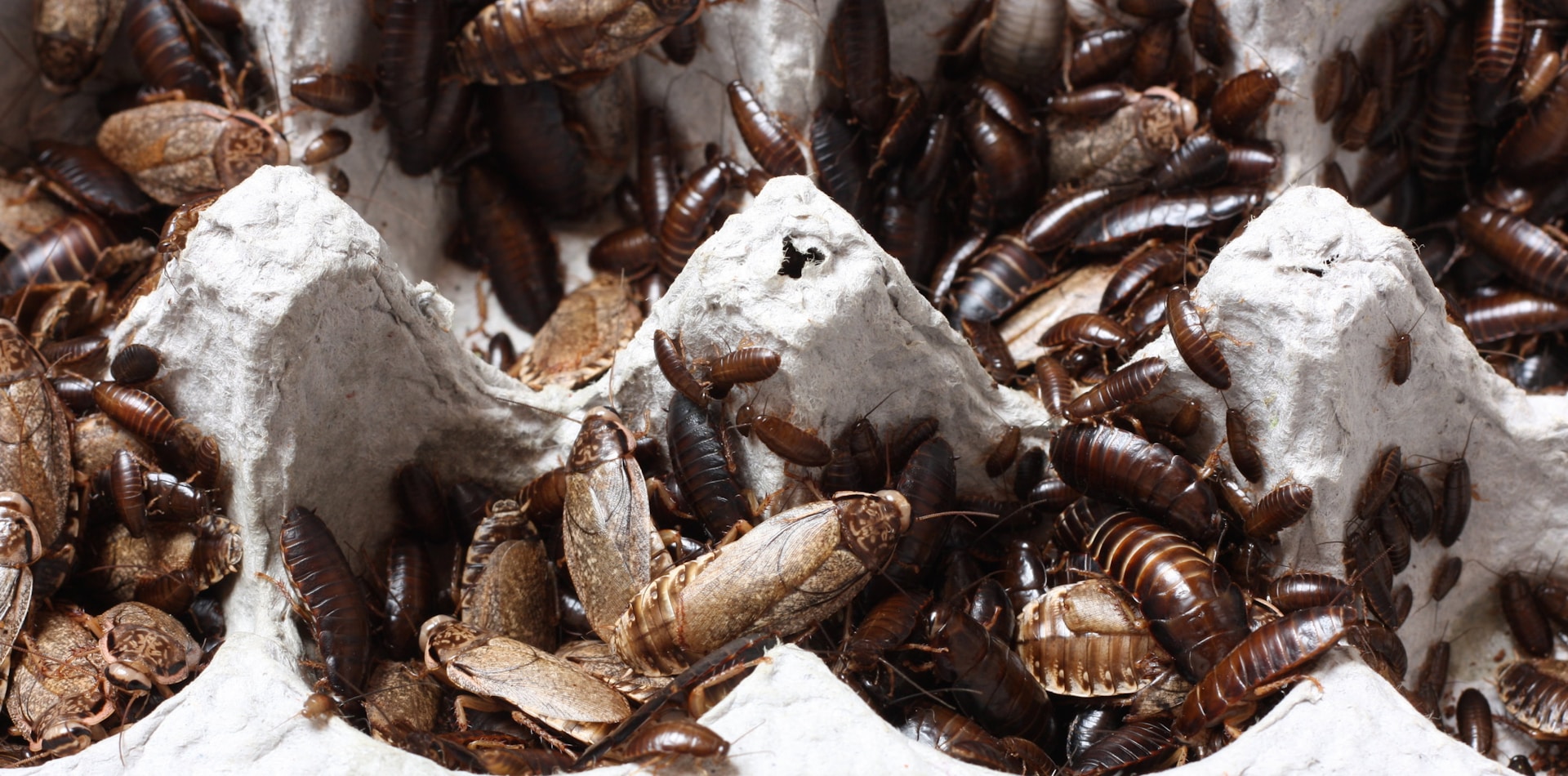 How Weather Changes Affect Pest Activity in Florida